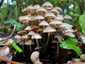 Cifra kígyógomba (Mycena inclinata), Budai-hegység